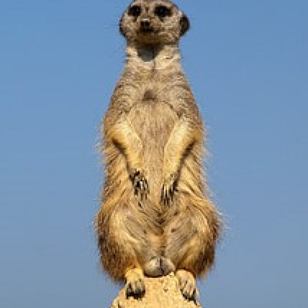 Meetkat photo - 10 day kgalagadi