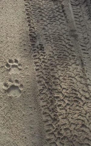 Tracks